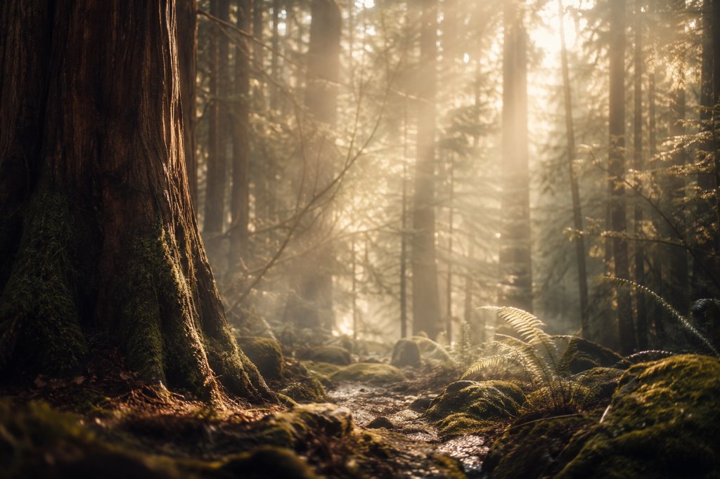 Waldlicht mit Phytonziden